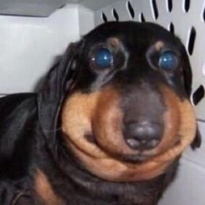 Meet your Posher, Francesca