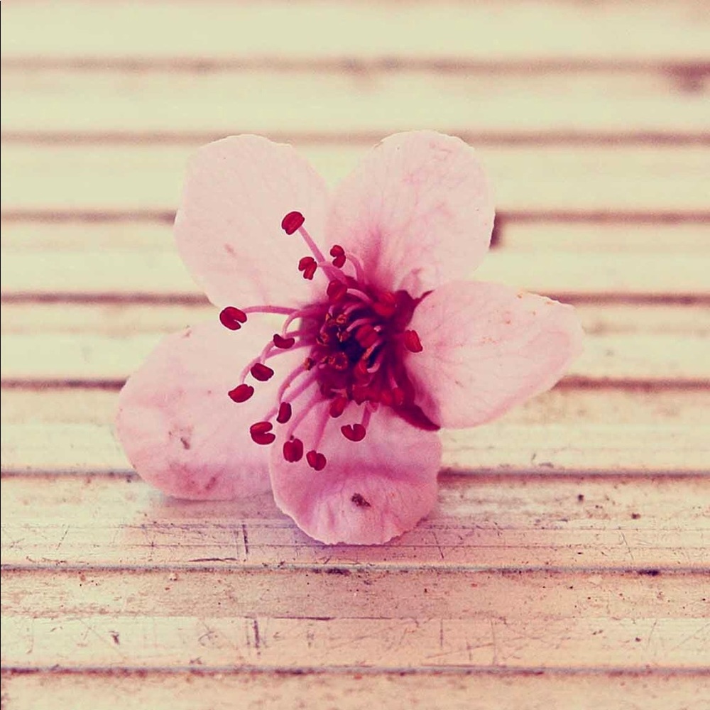 Meet your Posher, Bee