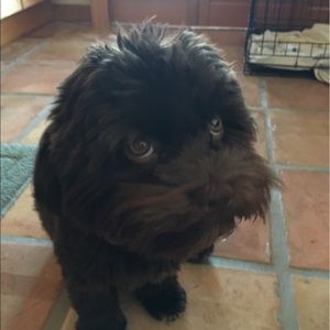 Meet your Posher, Amber