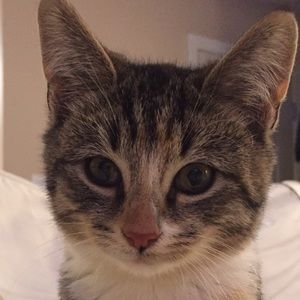 Meet your Posher, Anne