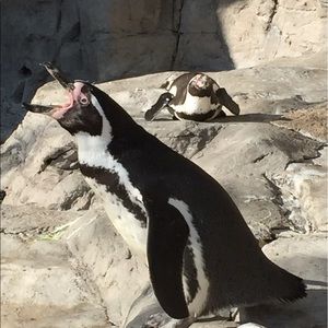 Meet your Posher, Timothy