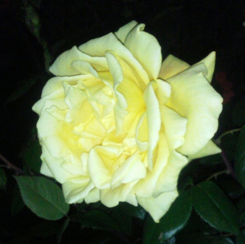 Meet your Posher, Calee