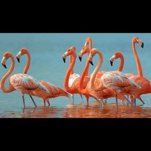 Meet your Posher, Pat