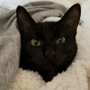 Meet your Posher, Abby