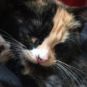 Meet your Posher, Maggie