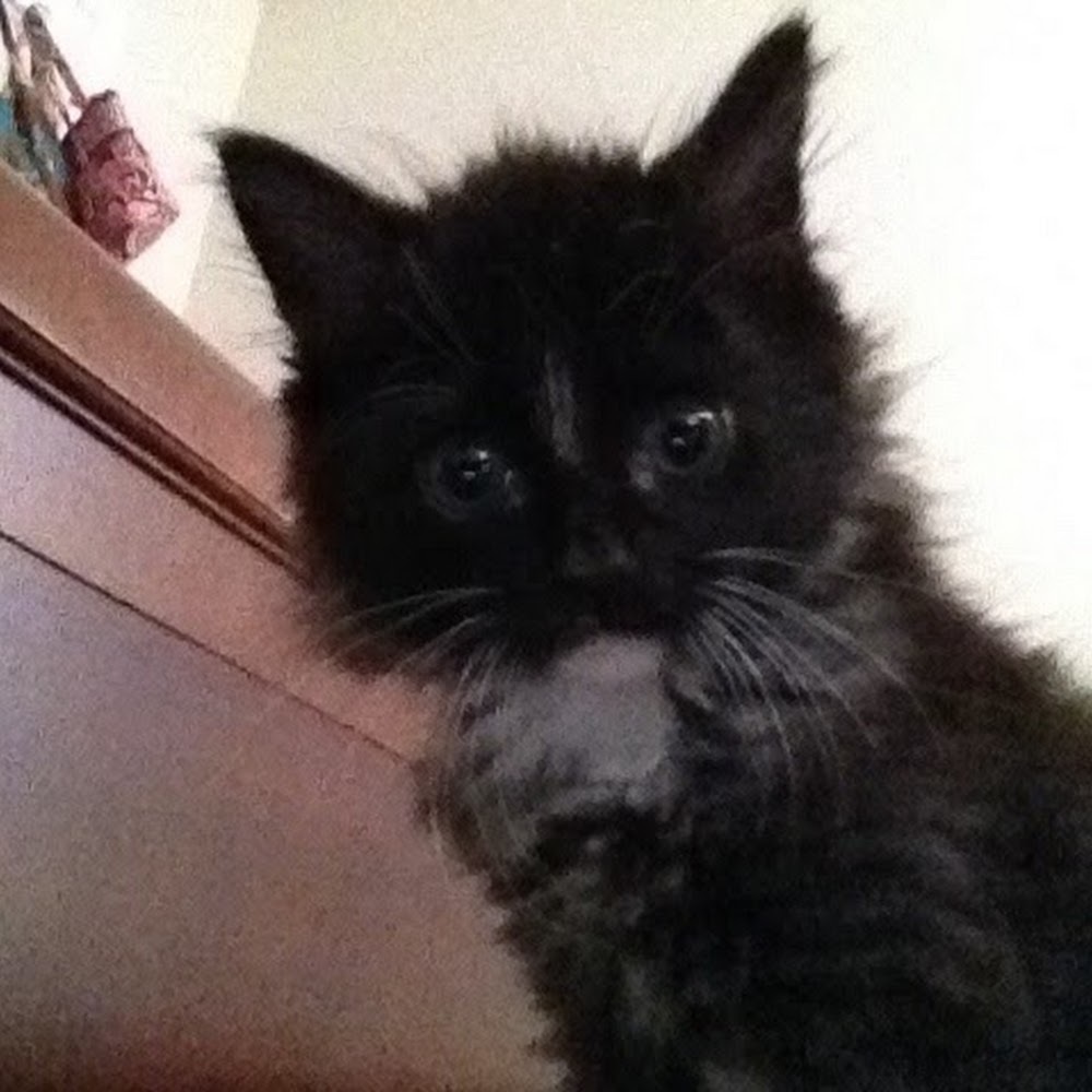 Meet your Posher, Brandi