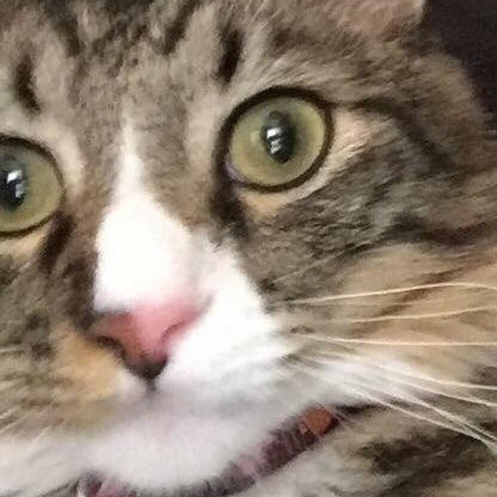 Meet your Posher, Yuri