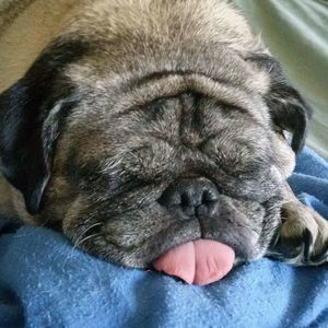 Meet your Posher, Annie