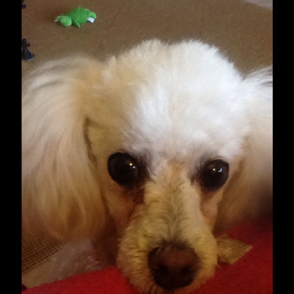 Meet your Posher, Bill