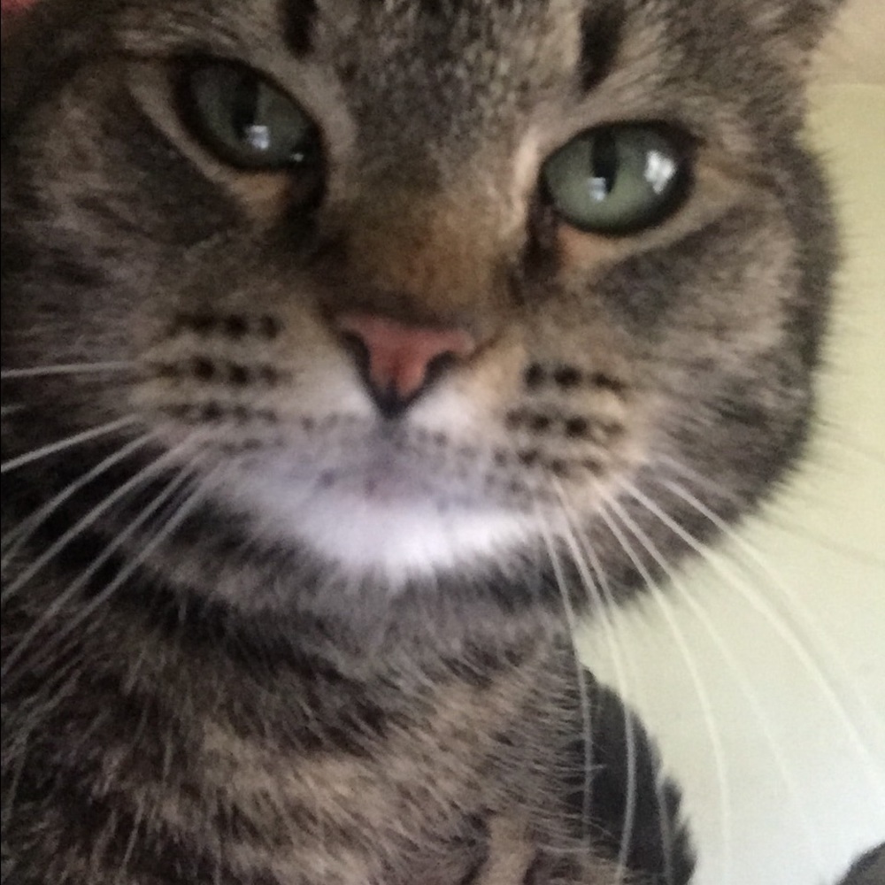 Meet your Posher, Tj
