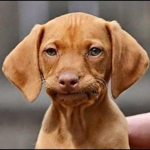 Meet your Posher, Jack