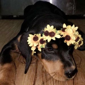 Meet your Posher, Daisy