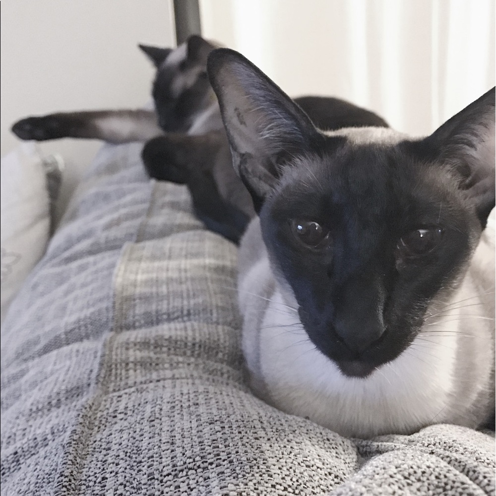 Meet your Posher, Laura