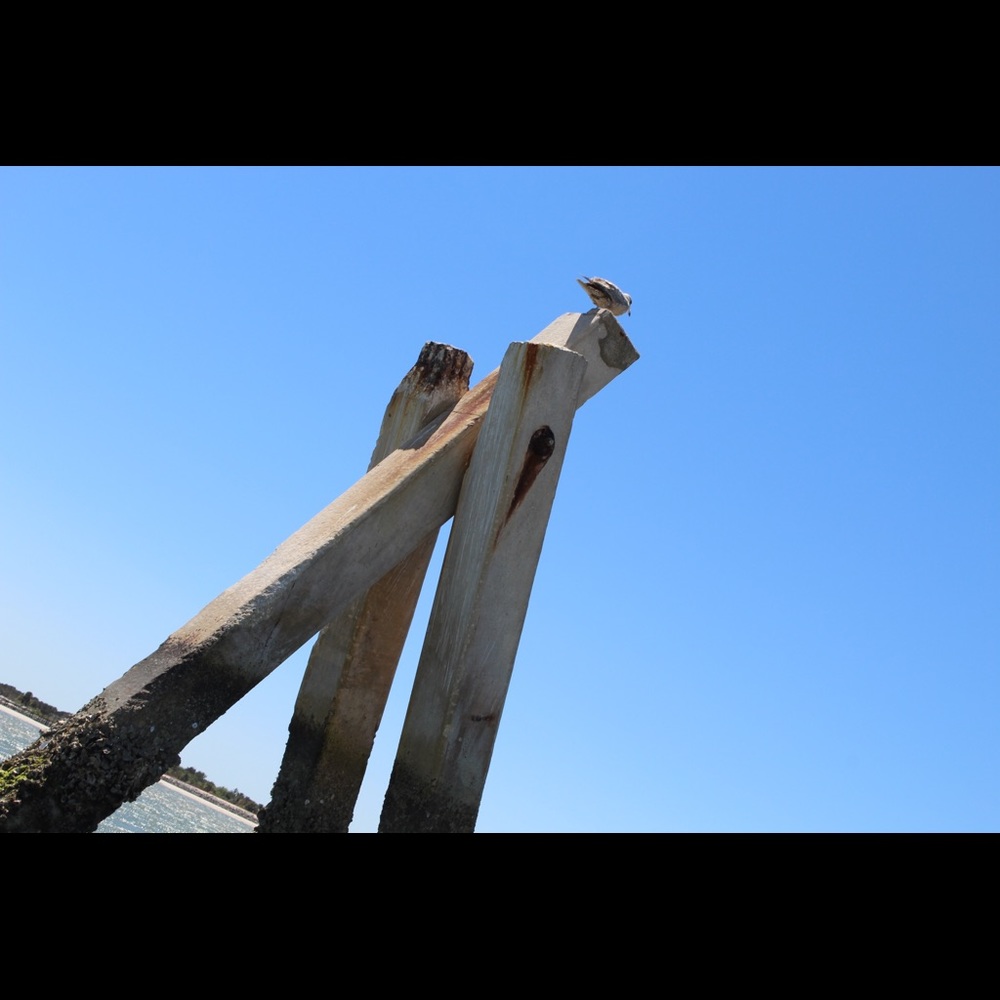 Meet your Posher, Hunter