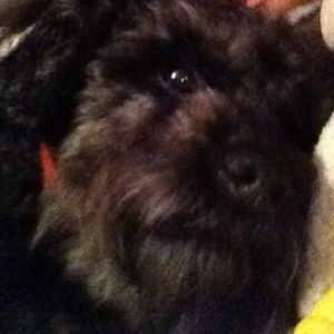 Meet your Posher, Roberta