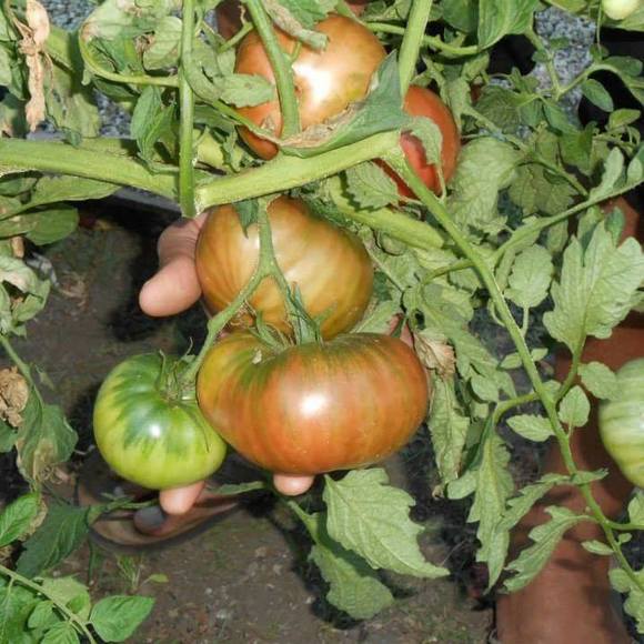 Meet your Posher, Mila - Picture 1 of 1