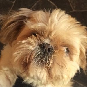 Meet your Posher, Diann