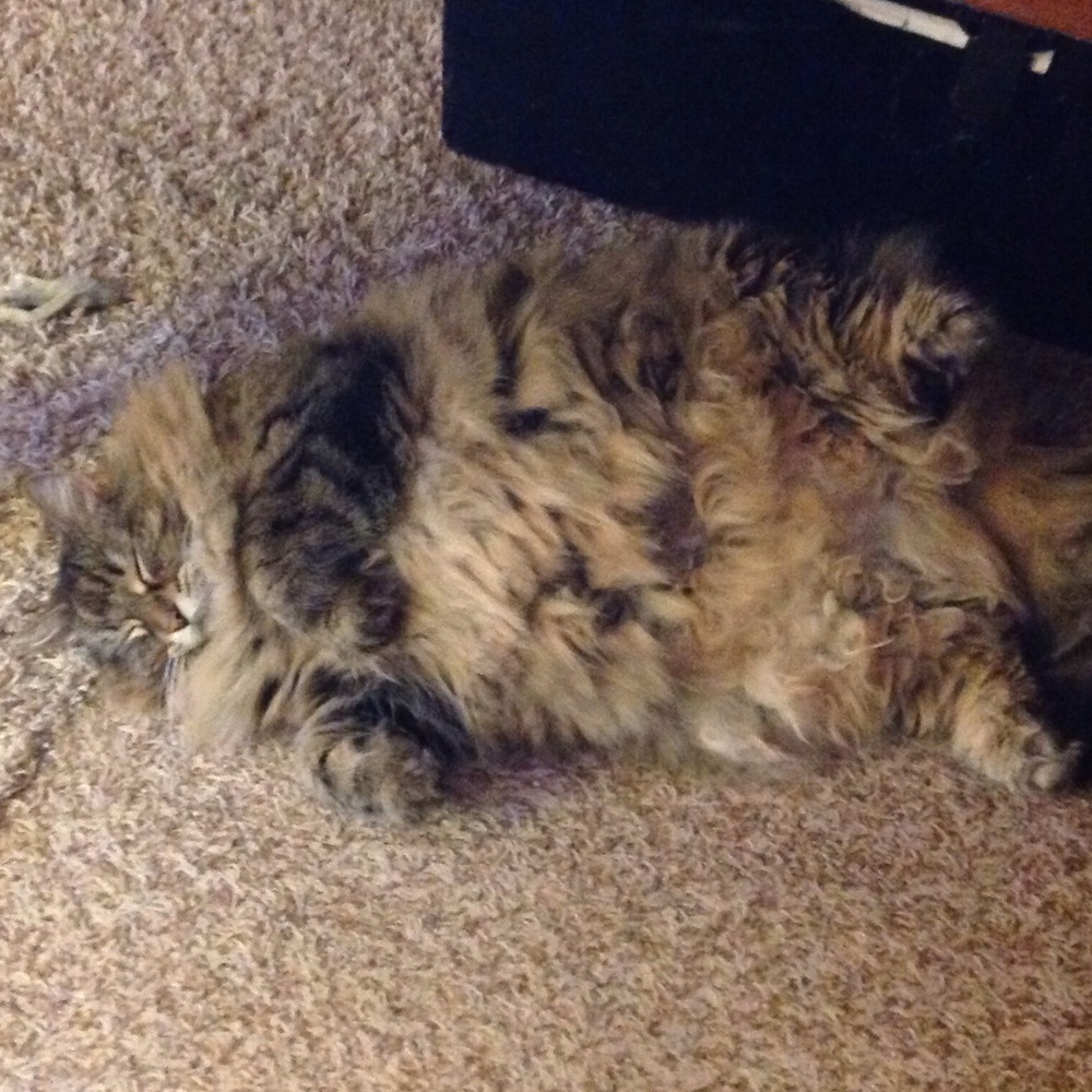 Fat sleeping cat
