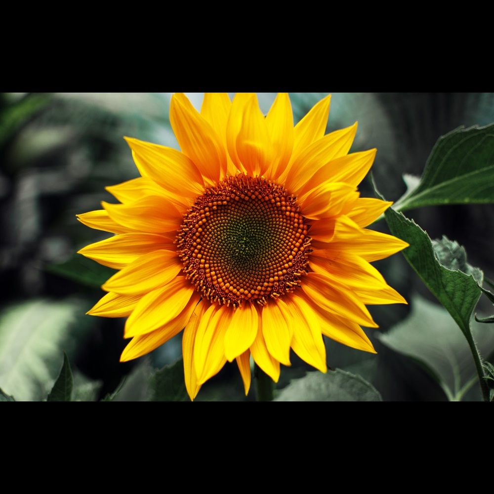 Meet your Posher, Breanna