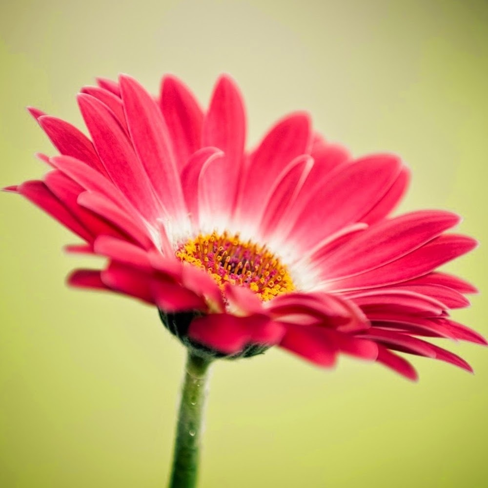 Meet your Posher, Catherine