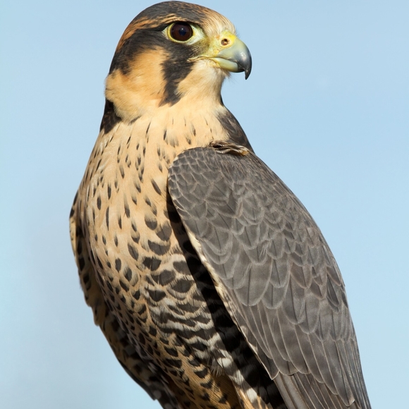 Meet your Posher, Legrande - Picture 1 of 1