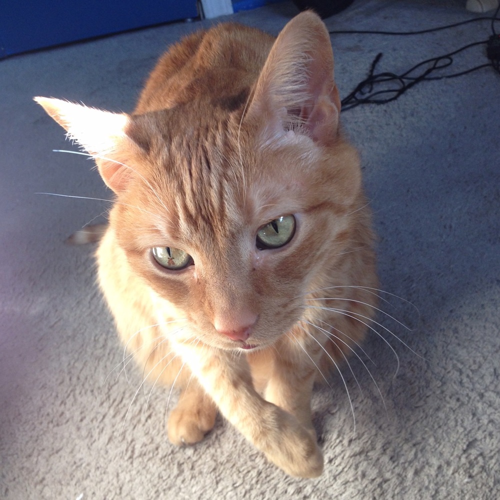 Meet your Posher, Jesse