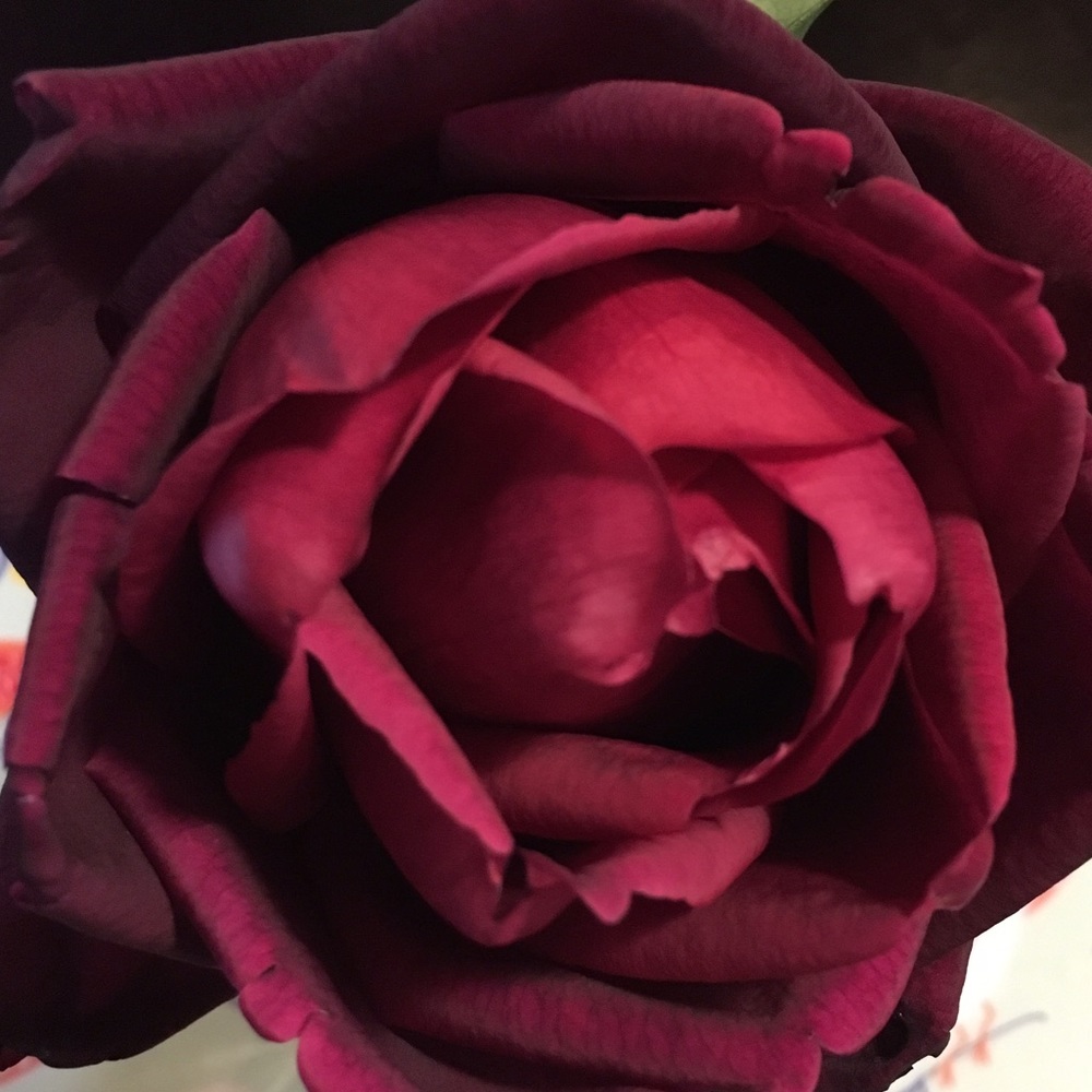 Meet your Posher, Kerry