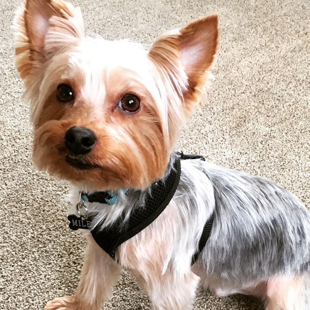 Meet your Posher, Carmen