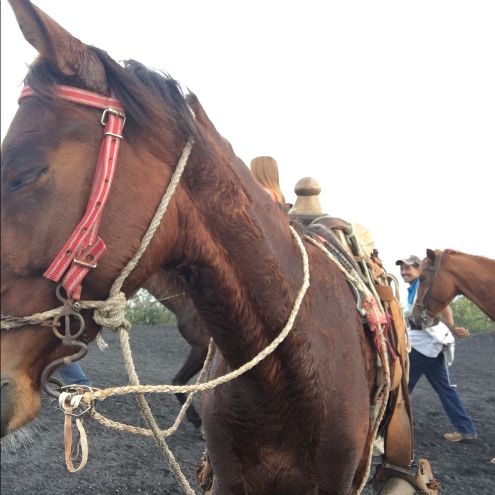 Meet your Posher, Daisy