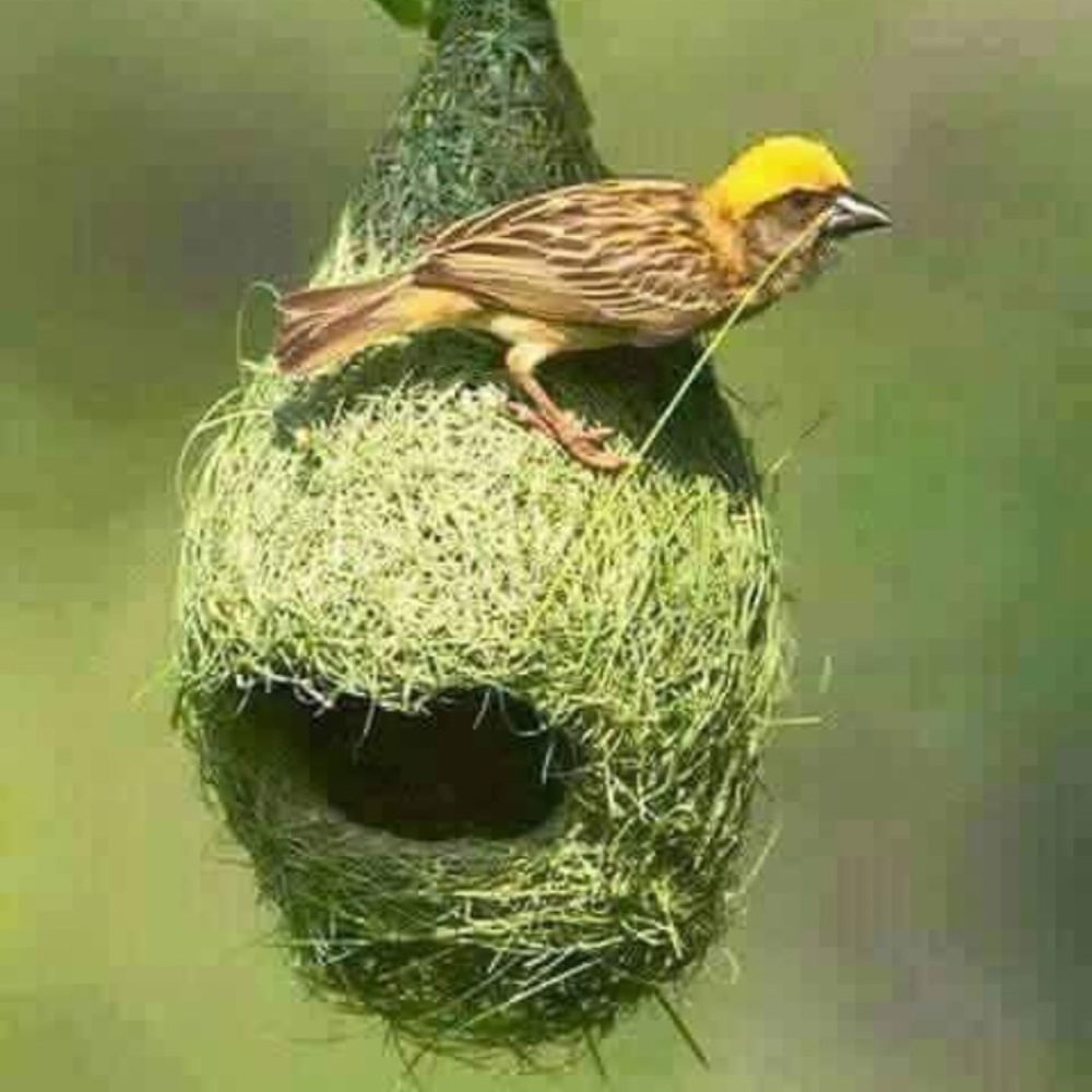 Meet your Posher, Sanzou