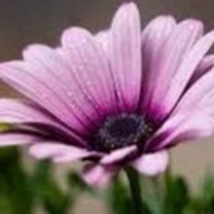 Meet your Posher, Ingrid