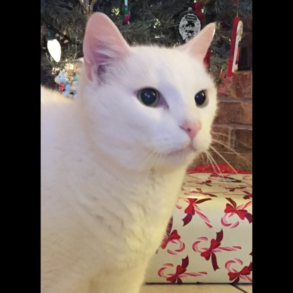 Meet your Posher, Laura