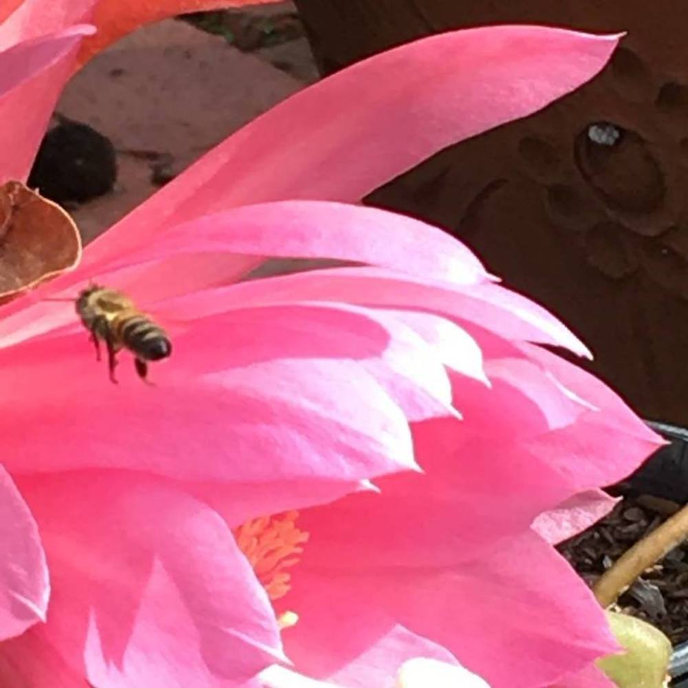 Meet your Posher, Carmen