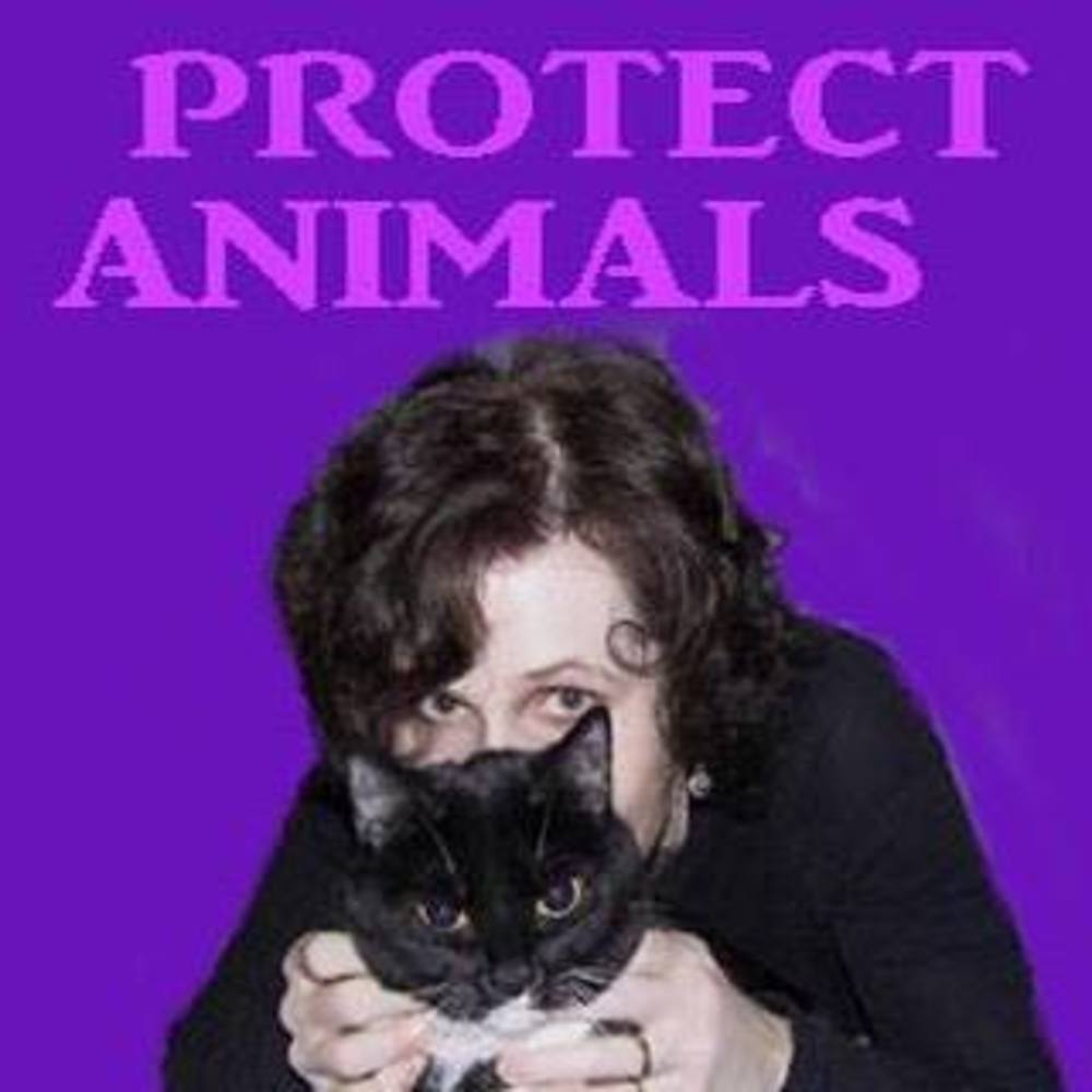 Meet your Posher, Cat