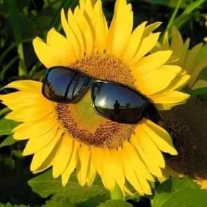 Meet your Posher, Wanda