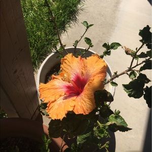 Meet your Posher, Jaime