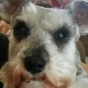 Meet your Posher, Shelley