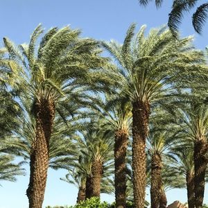 Meet your Posher, Jane