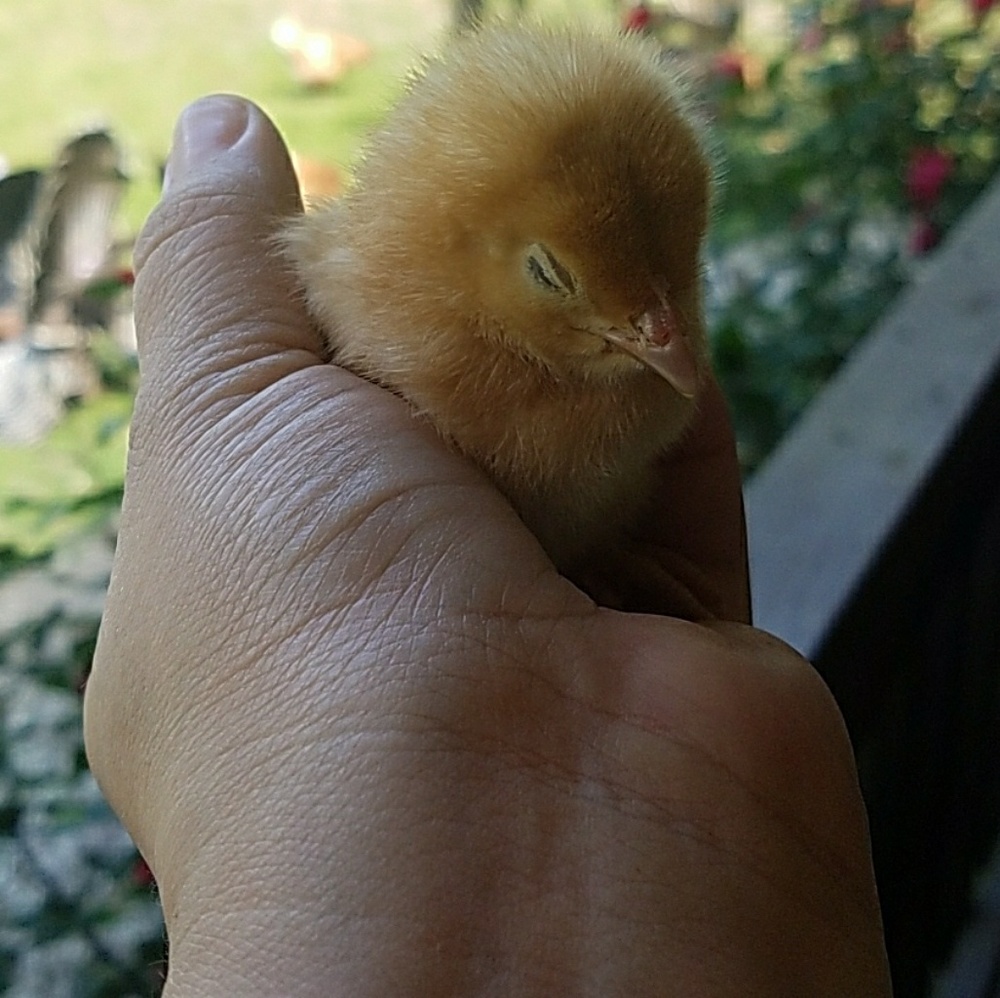 Meet your Posher, Nnomar