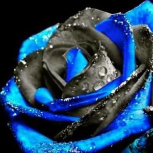 Meet your Posher, Lindsay