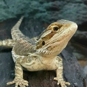 Meet your Posher, Nina