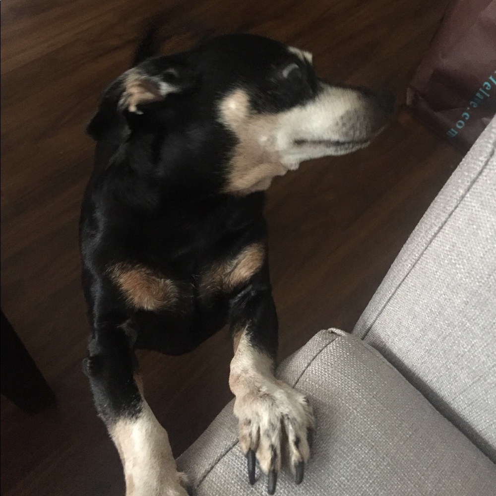 Meet your Posher, Martha