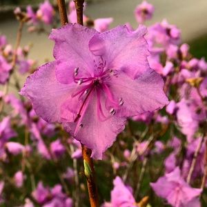 Meet your Posher, Acile