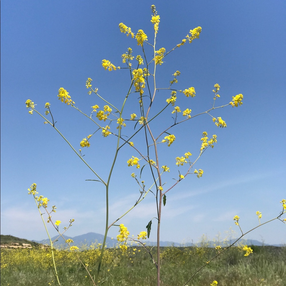 Meet your Posher, DD!