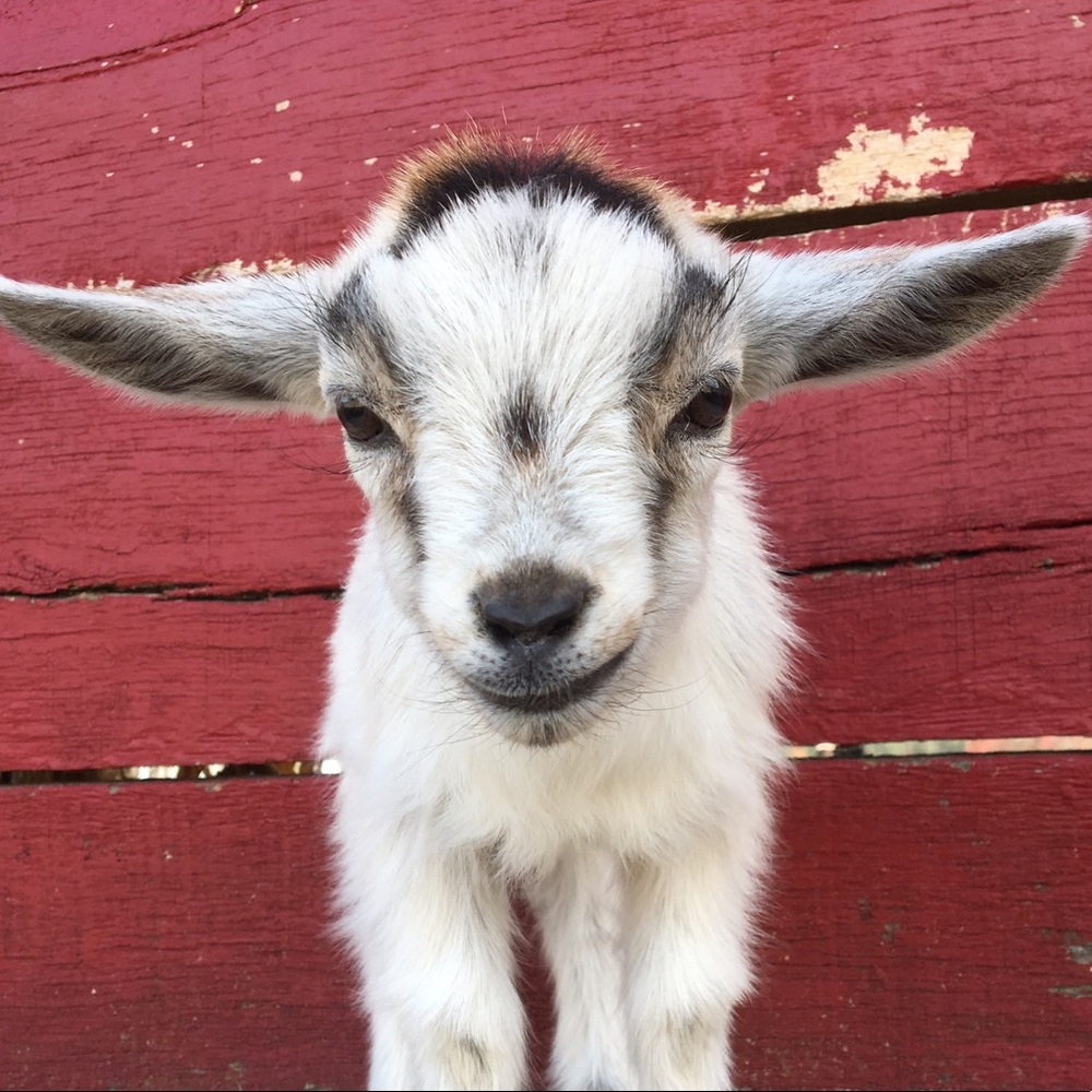 Meet your Posher, Annabelle