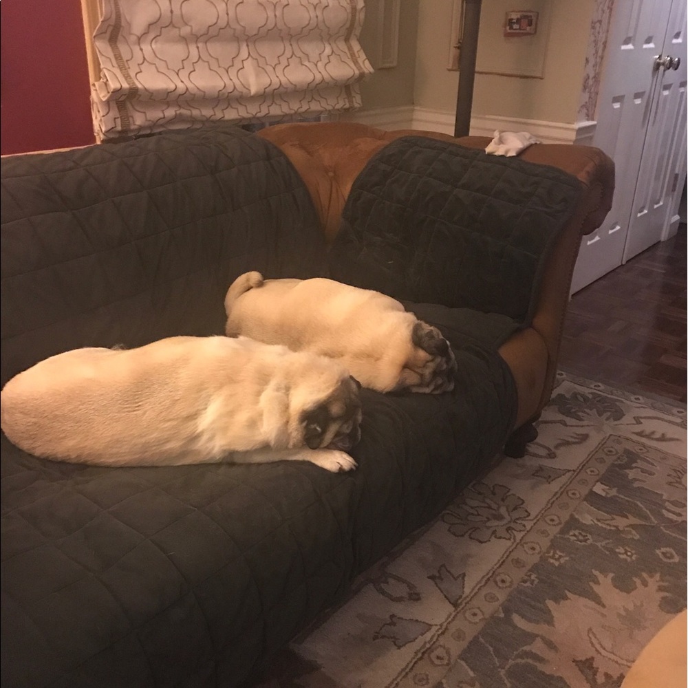 Meet your Posher, Carol