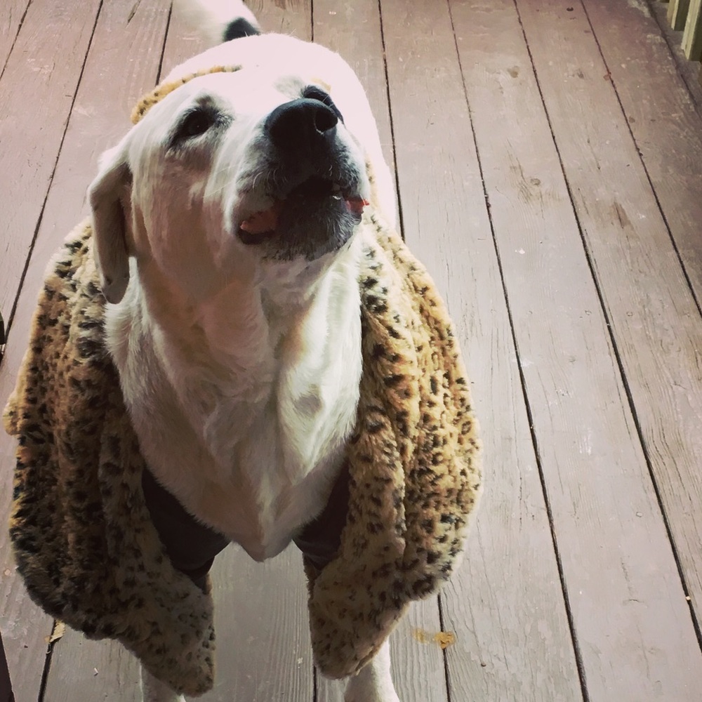 Meet your Posher, Abbie