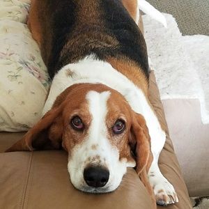 Meet your Posher, Dee