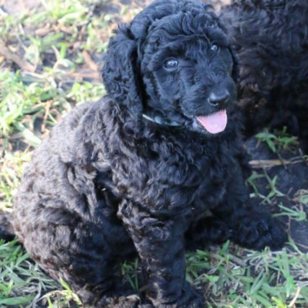 Meet your Posher, Cody