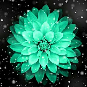 Meet your Posher, Delia